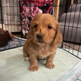 Peanut - Cream male Dachshund puppy in Fruita, Colorado from M & M Breeding