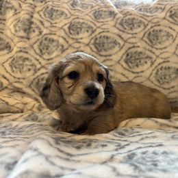 Dachshund Puppies from MK Minidox