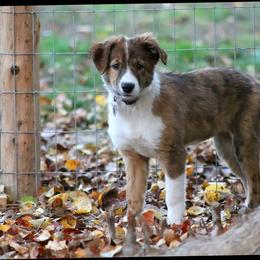 Border Collie Puppies from Lil Maine Border Collies