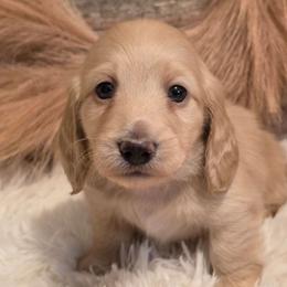 Finch - Cream male Dachshund puppy in Romney, Indiana from Brown's Valley Dachshunds