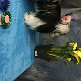 Izzie - Biewer Terrier
