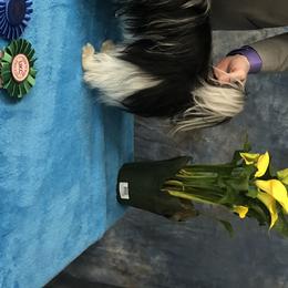 Izzie - Biewer Terrier