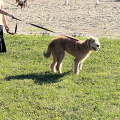 Princess - Golden female Double Doodle puppy in Smiths Creek, Michigan from Dailers Doodles LLC