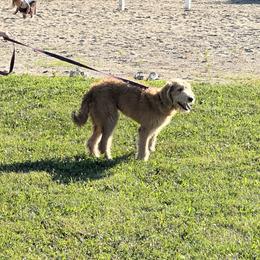 Princess - Golden female Double Doodle puppy in Smiths Creek, Michigan from Dailers Doodles LLC
