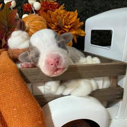 Cedar - Blue male Pembroke Welsh Corgi puppy in Paxton, Illinois from McGovern Family Corgis