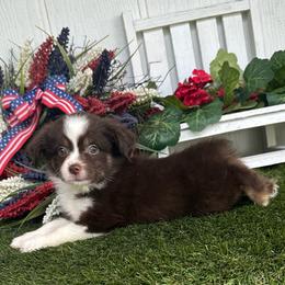 Ranger - Red tri male Miniature Australian Shepherd puppy in Granbury, Texas from Texas Miniature Aussies