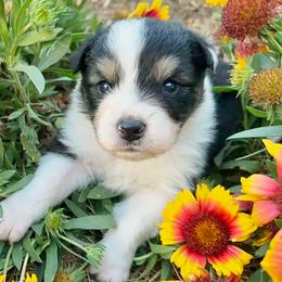 Able - Black tri-color male Australian Shepherd puppy in Wauneta, Nebraska from 4H Aussies
