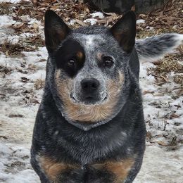 Scout - Australian Cattle Dog