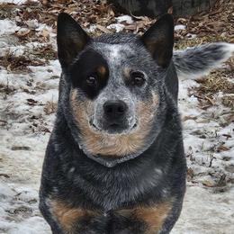 Scout - Australian Cattle Dog