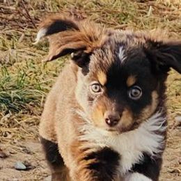 Miniature Australian Shepherds and Toy Australian Shepherds from Gunderson Aussies