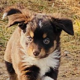 Miniature Australian Shepherds and Toy Australian Shepherds from Gunderson Aussies