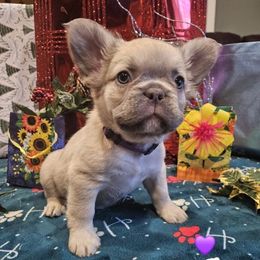 Kit - Fawn brindle and white female French Bulldog puppy in Bend, Oregon from High Lakes Frenchies