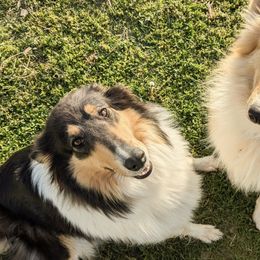 Collies from Abundant Life Family Farm