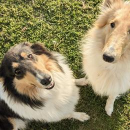 Collies from Abundant Life Family Farm