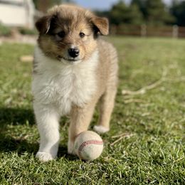 Quiksilver - Sable and white Old Time Scotch Collie puppy in Coram, Montana from Sandy Bottoms Farm