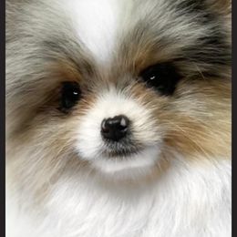 Seri - Pomeranian