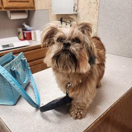 Scarlett - Shih Tzu