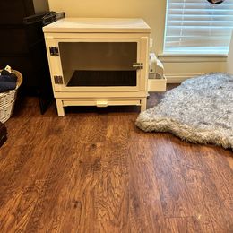 Dachshund Puppies from KT Canines, LLC