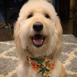 Sperry - Goldendoodle