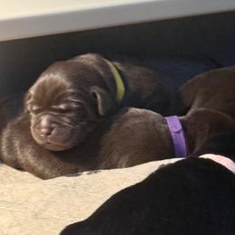 Chocolate Male - Chocolate male Labrador Retriever puppy in Lagrange, Ohio from SKI Labradors