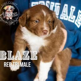 Blaze - Red tri-color male Miniature American Shepherd puppy in Ferndale, California from Lost Coast Aussies