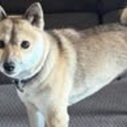 Shiba Inu from The Queen of Shibas