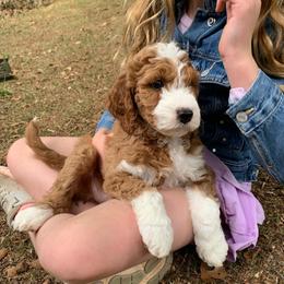 Rosie now Nellie - Red  female Goldendoodle puppy in Travelers Rest, South Carolina from Bailey Mountain Doodles