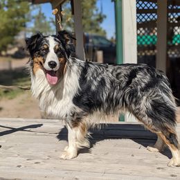 Rip - Australian Shepherd