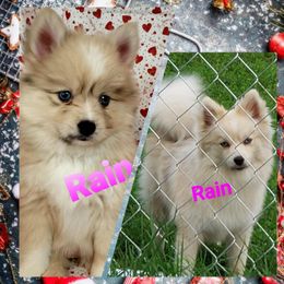 French Bulldog and Pomsky Puppies from Ba's Designer Puppies