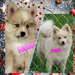 French Bulldog and Pomsky Puppies from Ba's Designer Puppies