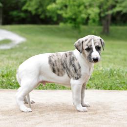 Reno - White and fawn brindle male Whippet puppy in Gentry, Arkansas from Mardel Robeson of Mulberry Hollow Whippets