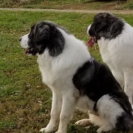 Pyrenean Mastiffs from Pyrenean Mastiffs of Zephyr Farms