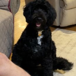 Portuguese Water Dog Puppies from Amada Portuguese Water Dogs