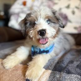 Boy 1 - Blue merle male Aussiedoodle puppy in Vinemont, Alabama from Puppy Pals