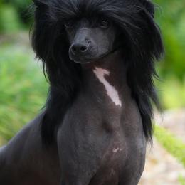 Bromeo - Chinese Crested