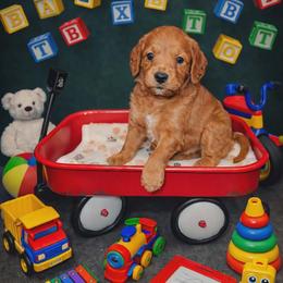 Atticus - Red  male Goldendoodle puppy in Boise, Idaho from Goldendoodle Baby