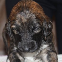 Afghan Hound Puppies from Ahava Afghan Hounds