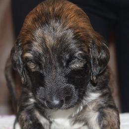 Afghan Hound Puppies from Ahava Afghan Hounds