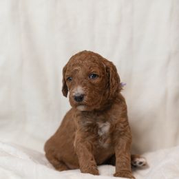 Goldendoodle and Poodle Puppies from Desert Born Kennel