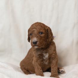 Goldendoodle and Poodle Puppies from Desert Born Kennel