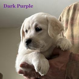 Dark Purple - Yellow female Labrador Retriever puppy in Virginia Beach, Virginia from Viklan Labradors