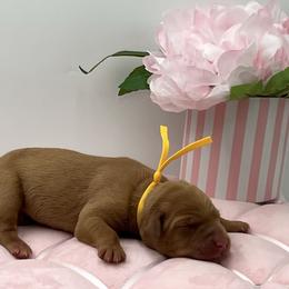 Yellow - Yellow female Labrador Retriever puppy in Heath Springs, South Carolina from Rich Hill Retrievers