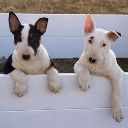 Bull Terrier puppies from Rebel Angel