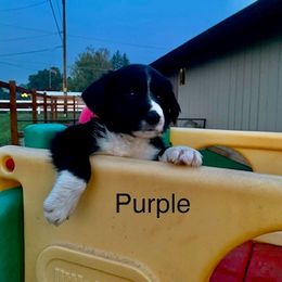 Border Collie and Labrador Retriever Puppies from Heron Oak's Ranch LLC & Vetro's Duck Dogs