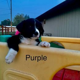 Border Collie and Labrador Retriever Puppies from Heron Oak's Ranch LLC & Vetro's Duck Dogs
