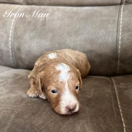 Iron Man-Black - Red  male Goldendoodle puppy in Asheboro, North Carolina from Southern Bred Pups