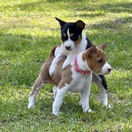 Basenji Puppies from Blue Diamond Basenjis