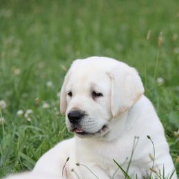 Labrador Retriever Puppies from Serenity Labradors