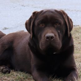 Cruise - Labrador Retriever