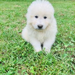 Fenris - White male Maremma Sheepdog puppy in Kalamazoo, Michigan from Wild at Farm